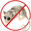 Possum Removal Truganina